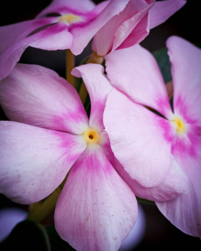 It may be hotter than the surface of the sun outside, but life finds a way in the backyard garden. 🪴